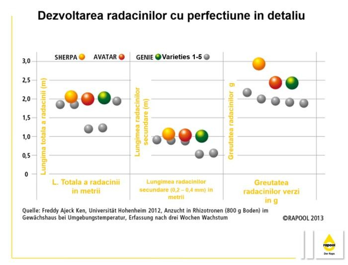 Dezvoltarea radacinilor cu perfectiune in detaliu